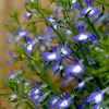 Lobelia Blue with Eye Cascade