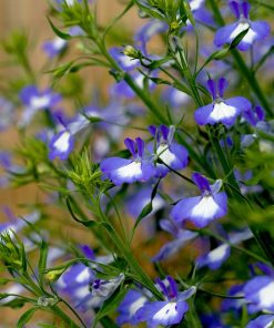 Lobelia Blue with Eye Cascade