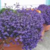 Lobelia Crystal Palace