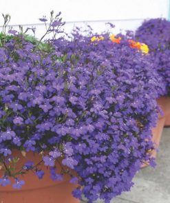 Lobelia Crystal Palace