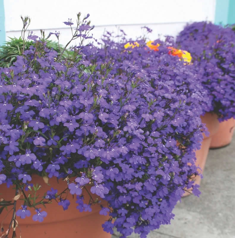 Lobelia Crystal Palace