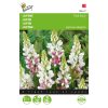Buzzy Lupin seeds Pink Fairy 2g (044734)
