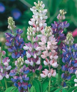 Alternative view of Buzzy Lupine seeds Pixie Delight Mixed 2g (044703)