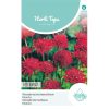 Macedonian Scabiosa Red Knight