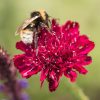 HT Macedonian Scabious seeds Red Knight 0.25g