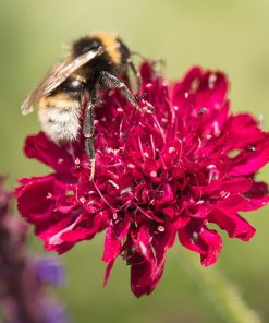 HT Macedonian Scabious seeds Red Knight 0.25g