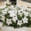 Balloon Flower White