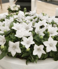 Balloon Flower White