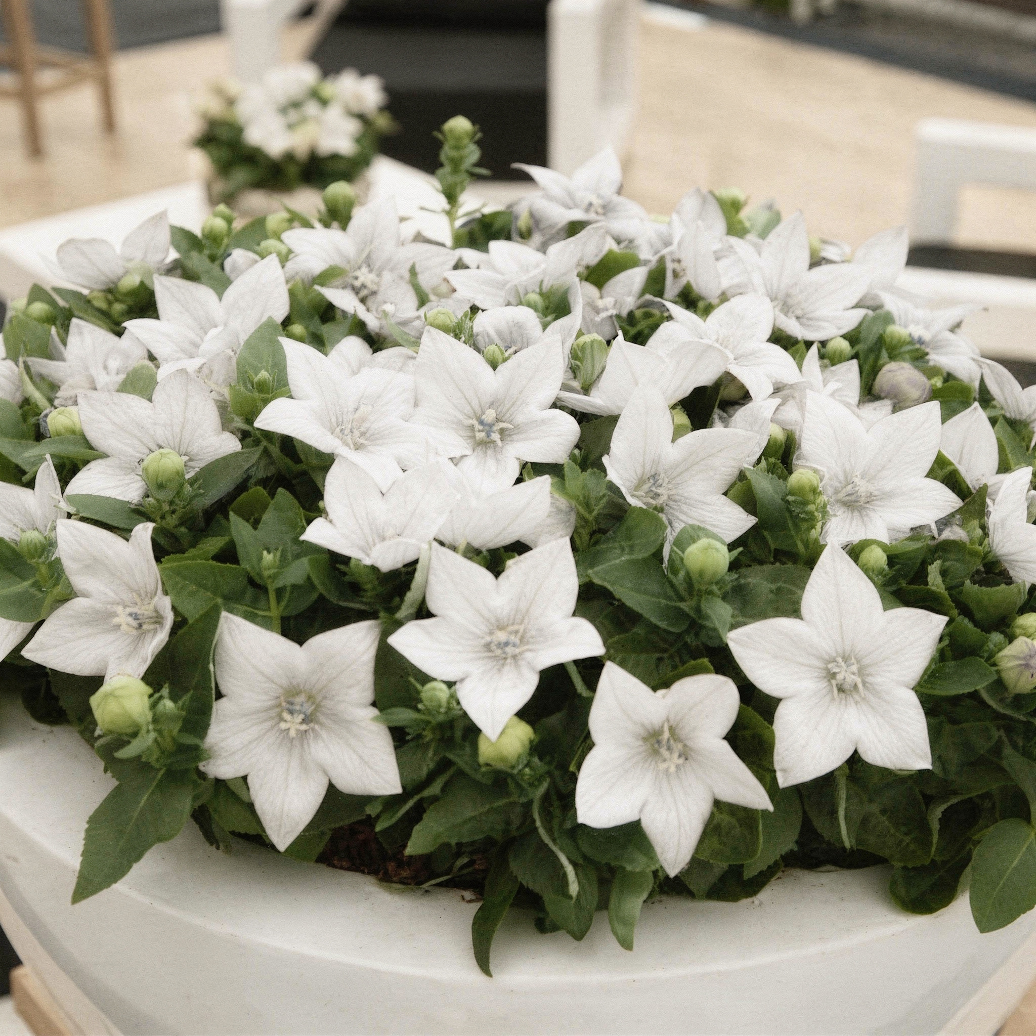 Balloon Flower White