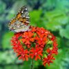 Lychnis Catchfly Burning Love
