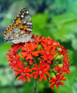 Lychnis Catchfly Burning Love