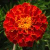 Marigold Carmen