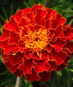 Marigold Carmen