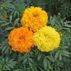 Marigold Crackerjack