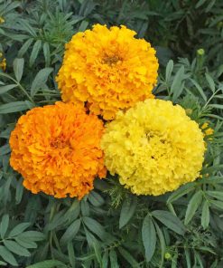 Marigold Crackerjack