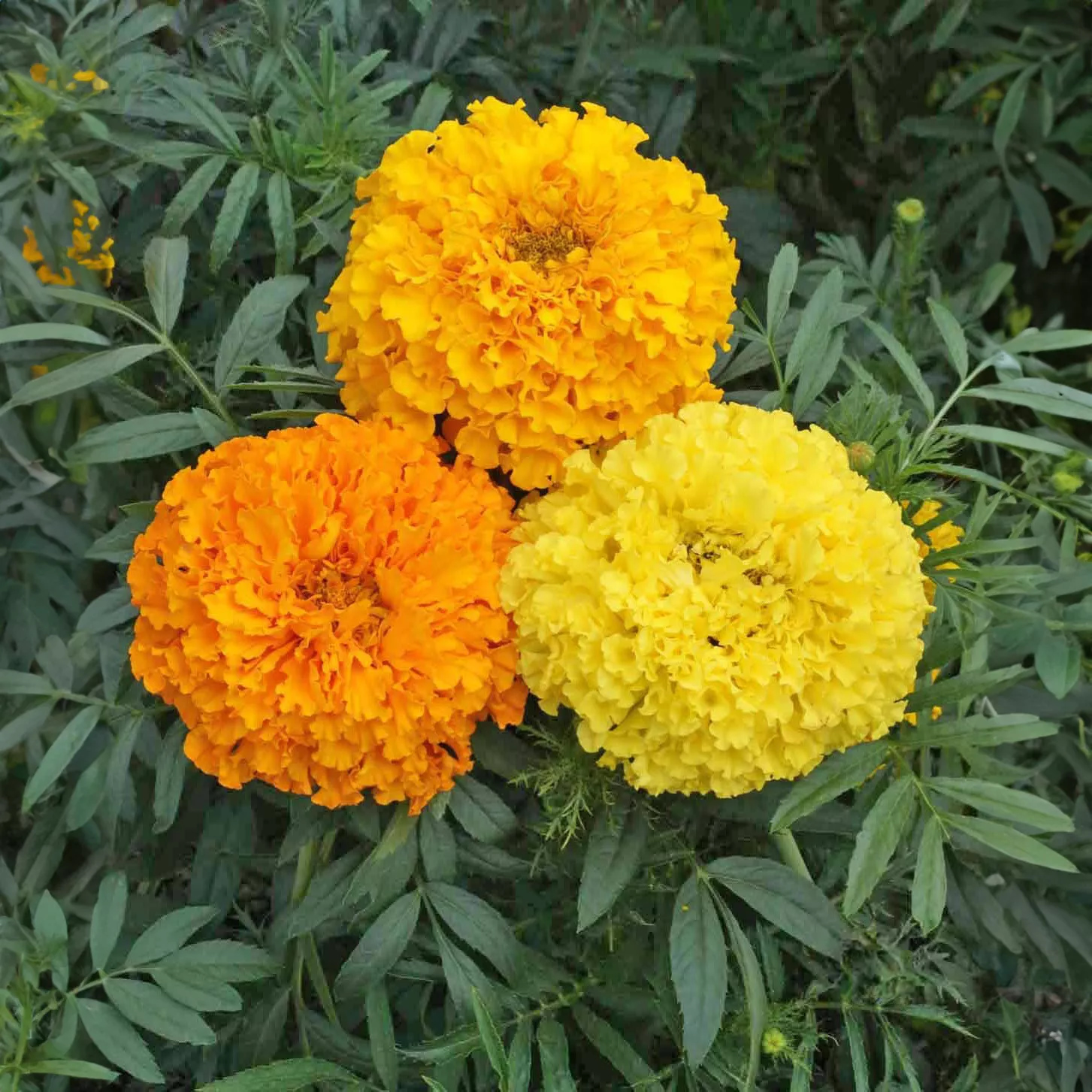 Marigold Crackerjack