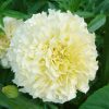 Marigold Eskimo