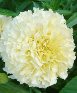 Marigold Eskimo