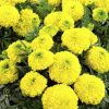 Marigold Mary Helen