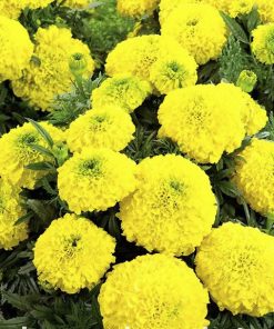 Marigold Mary Helen