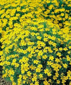 signet-marigold-lulu