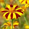 Marigold Striped Marvel