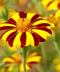 Marigold Striped Marvel