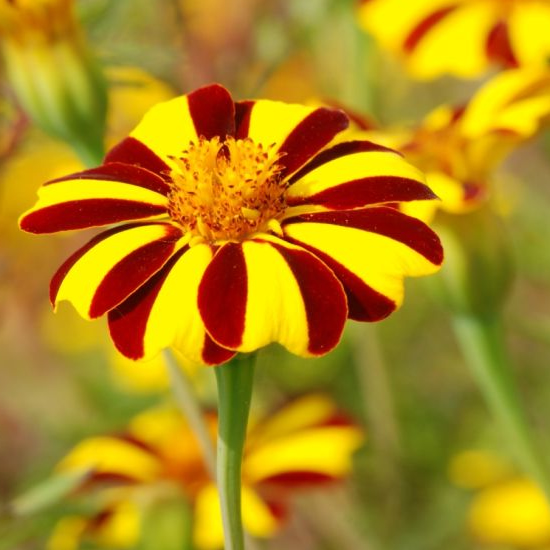 Marigold Striped Marvel