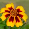 Marigold Naughty Marietta