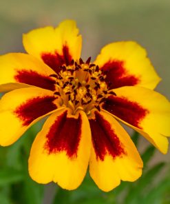 Marigold Naughty Marietta