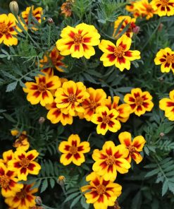 Alternative view of Marigold Naughty Marietta 1g