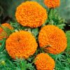 african-marigold-titania