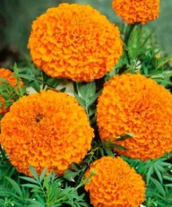 african-marigold-titania