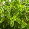 Marjoram Garden Marjoran