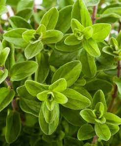 Marjoram Garden Marjoran