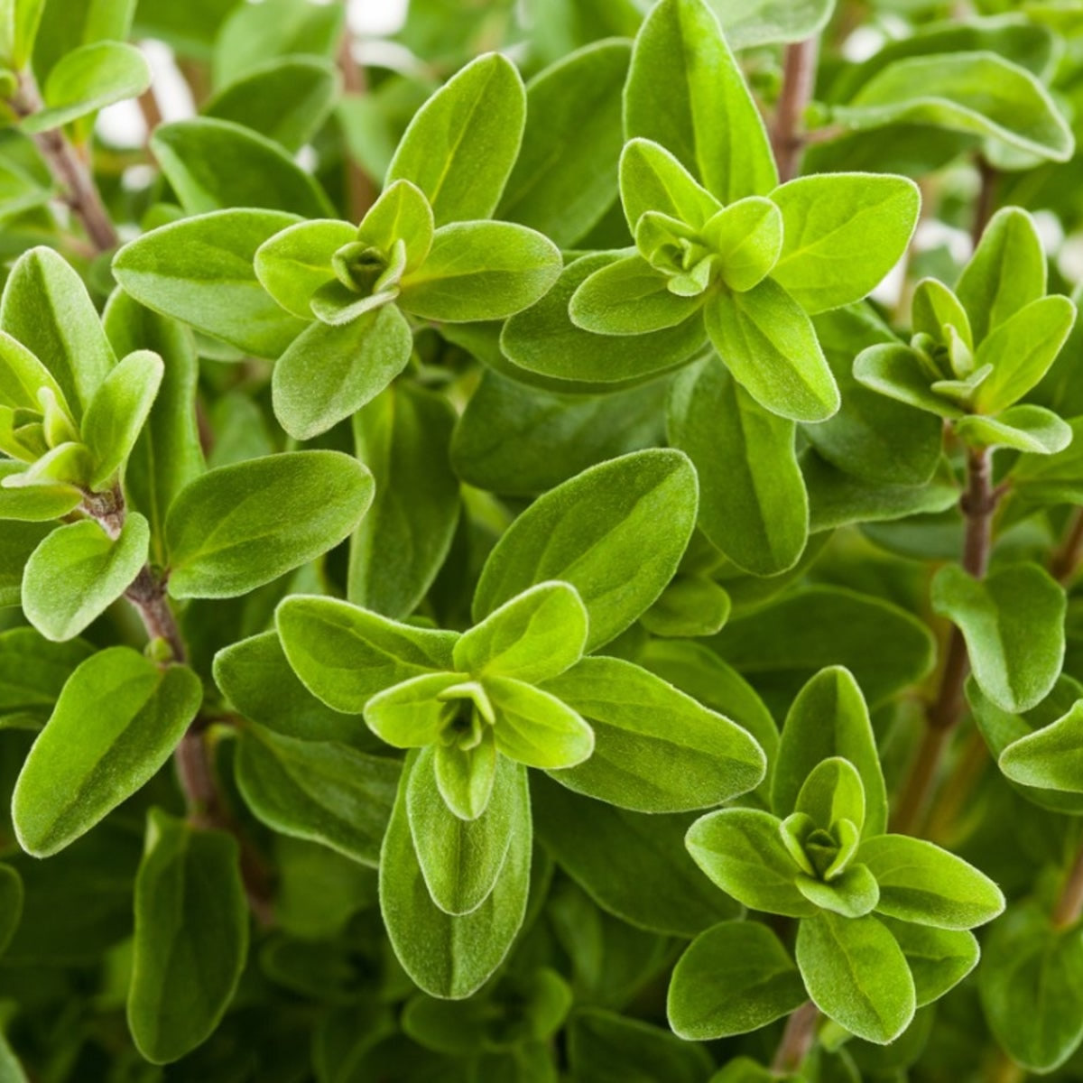 Marjoram Garden Marjoran
