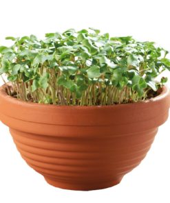 Alternative view of Buzzy Microgreens Terracotta Bowl Kale