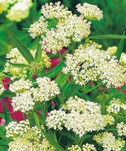 Milkweed Swamp Milkweed White