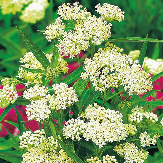 Milkweed Swamp Milkweed White