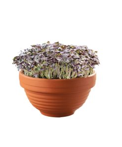 Alternative view of Buzzy Microgreens Terracotta Bowl Red Mizuna