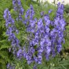monkshood-seeds