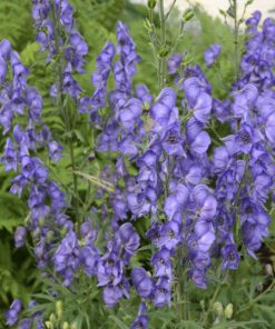 monkshood-seeds