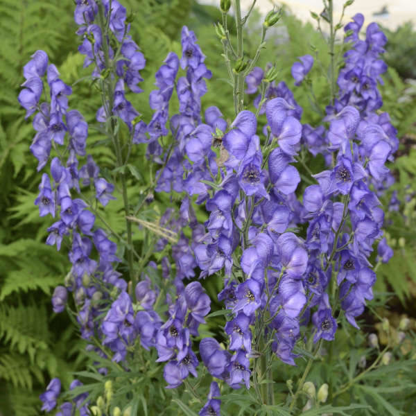 monkshood-seeds