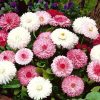 monstrosa daisy mixed
