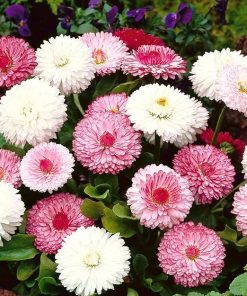 monstrosa daisy mixed