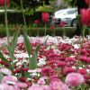Daisy Montrosa Mixed