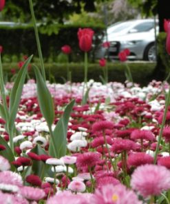 Daisy Montrosa Mixed