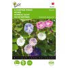 Buzzy Ipomoea seeds Morning Glory Mixed 2g (043904)