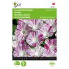 Buzzy® Ipomoea, Morning Glory seeds Climbing Bindweed Venice Pink 2g