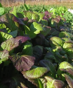 Mustard Leaf Mustard